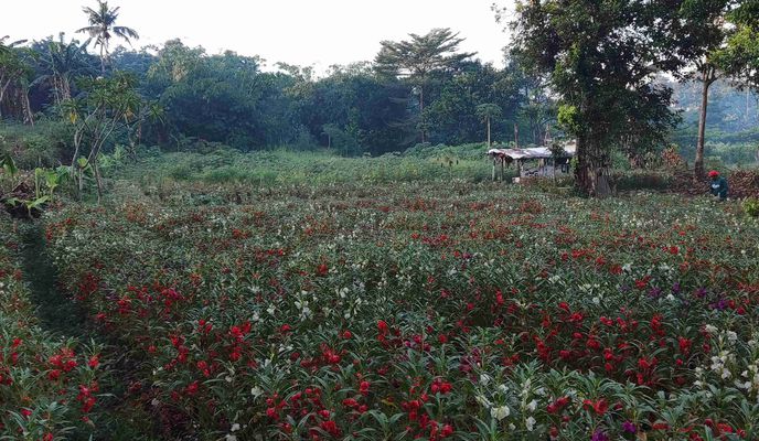 Foto 1 der Bikemap-Route "Parigi - Barong Loop" Foto 1 der Bikemap-Route "Parigi - Barong Loop"