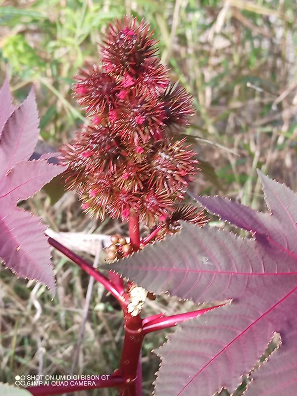 Short ride familiar ground