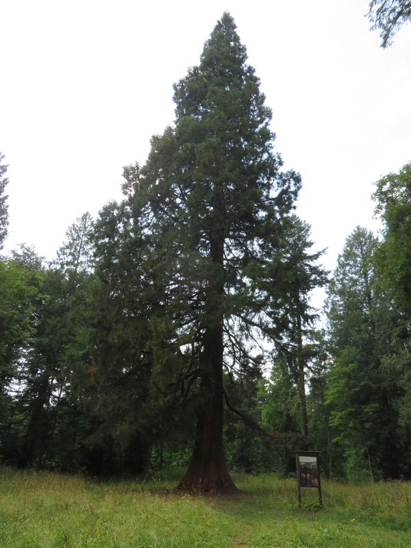 Mammutbaum Wehstetten