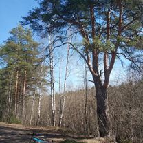 старая деревня-шалаш Ленина-дибуны