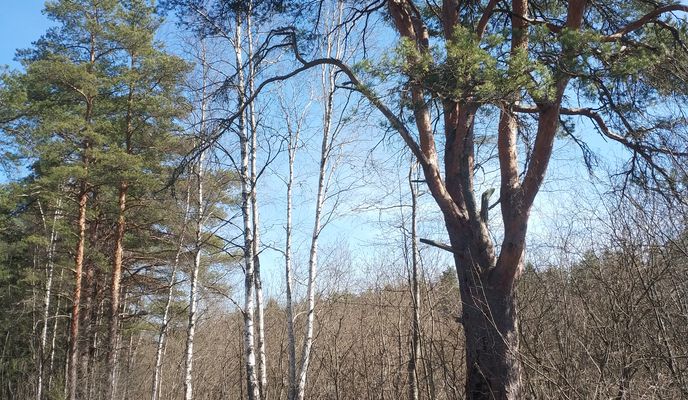 Photo 1 of the Bikemap route "старая деревня-шалаш Ленина-дибуны" Photo 1 of the Bikemap route "старая деревня-шалаш Ленина-дибуны"