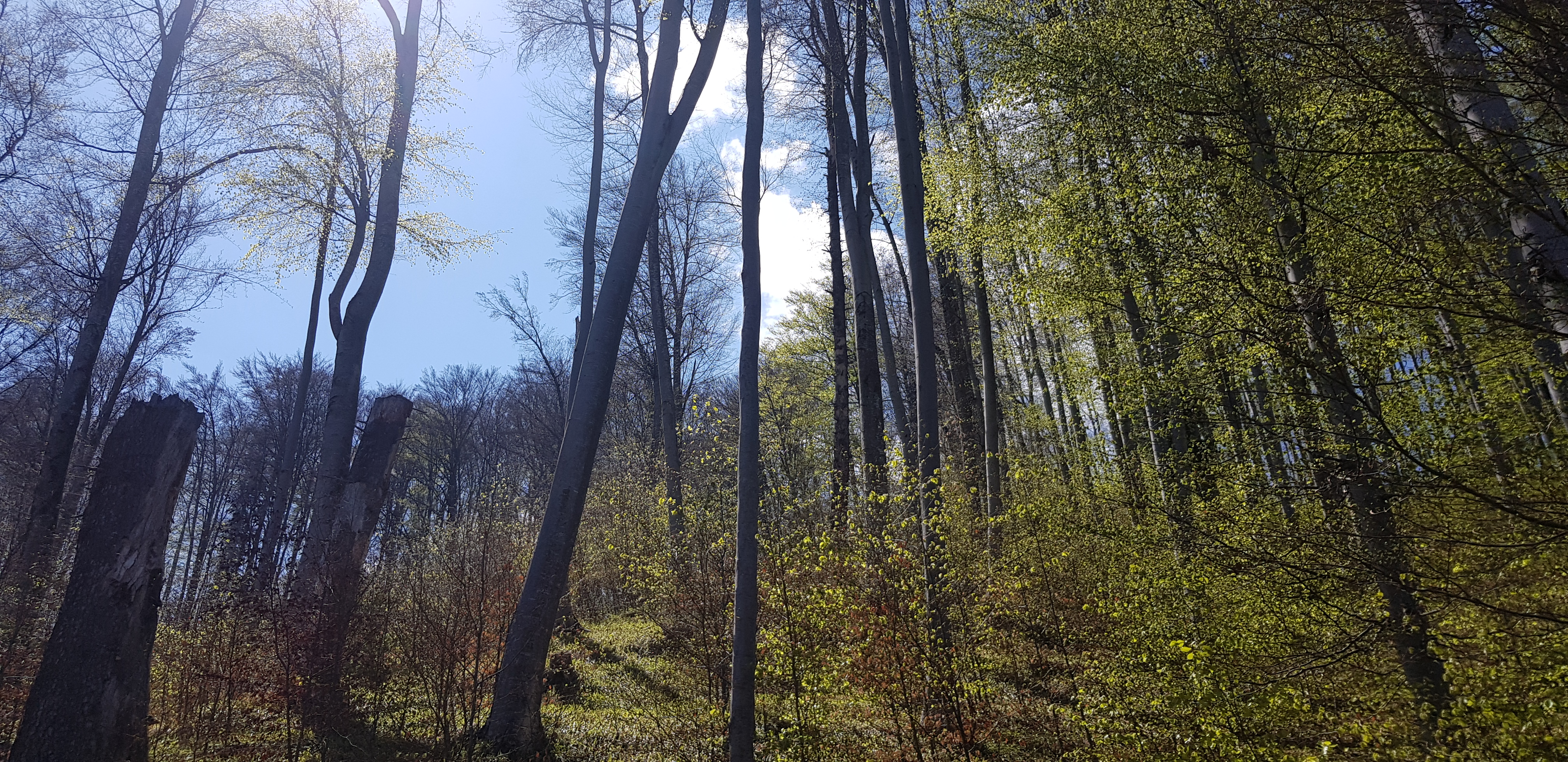 Blumana-Noua-Forestier Crucur-Timisul de Jos și retur