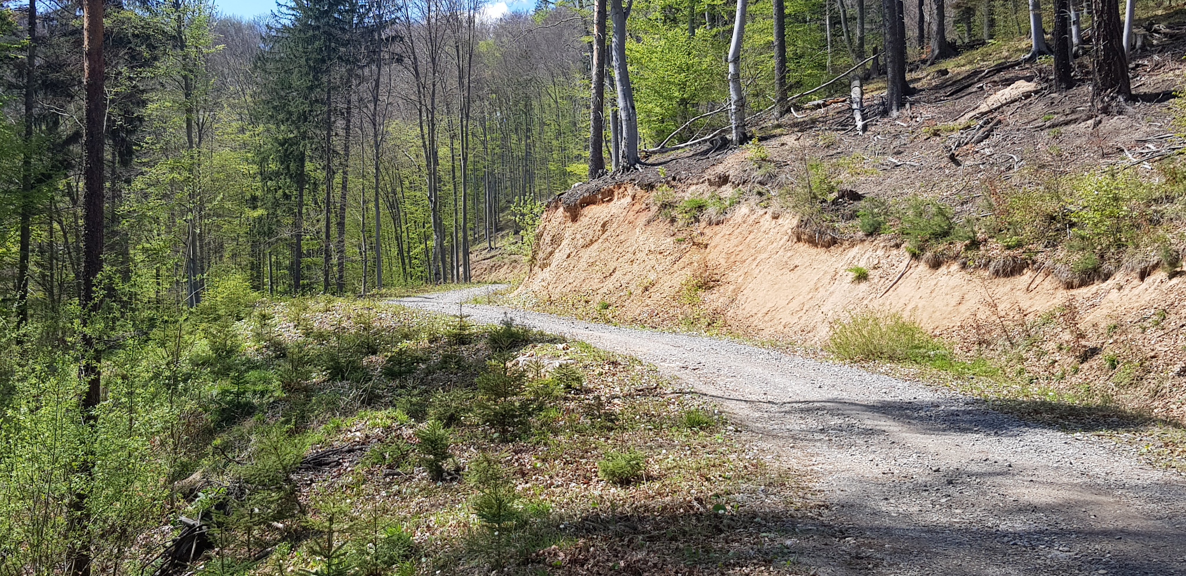 Blumana-Noua-Forestier Crucur-Timisul de Jos și retur