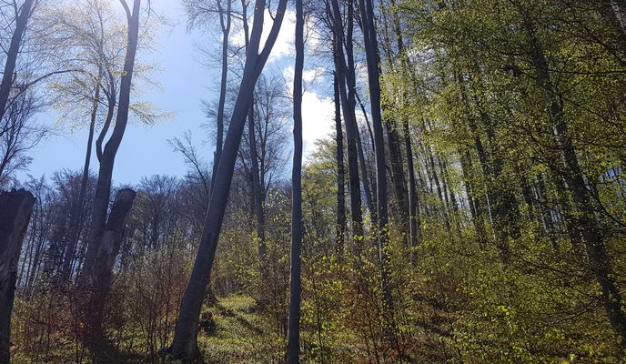 Photo 1 of the Bikemap route "Blumana-Noua-Forestier Crucur-Timisul de Jos și retur"