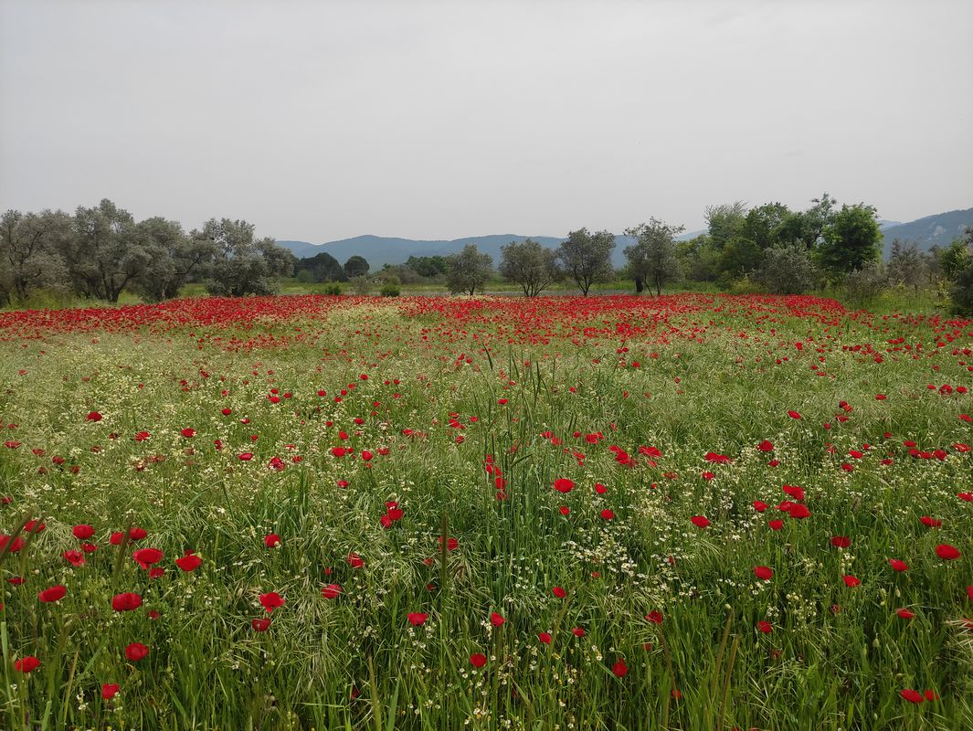 Ula Ovası Gelincik Tarla