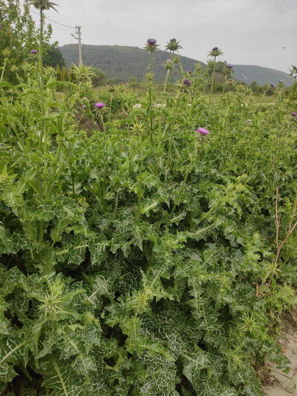 Ula Ovası Gelincik Tarla