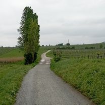 Photo 7 of the Bikemap route "Up down and around Gumpoldskirchen"