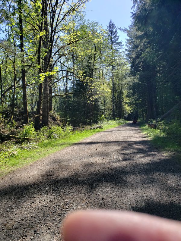 C6MJ+77, Cedar Falls to Iron Horse Trail, North Bend