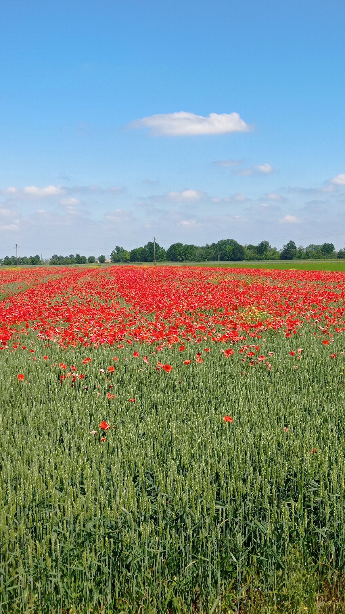 Cortemaggiore Ponte della ceramica (e r… Cycling Route 🚲 Bikemap