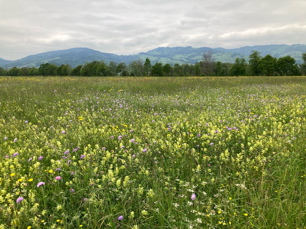 Schaan Fl am Rhein entlang nach Altstätten