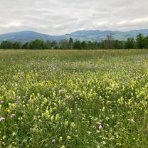 Schaan Fl am Rhein entlang nach Altstätten