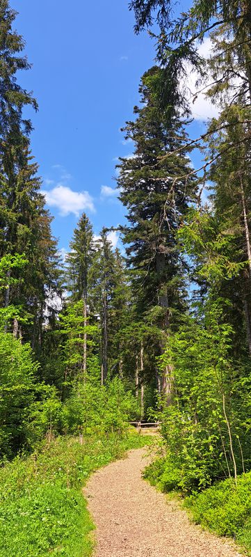 Tannen - Stub Loßburg, Großvatertanne, Zwieselberg, Kaltbrunn, Schenkenzell