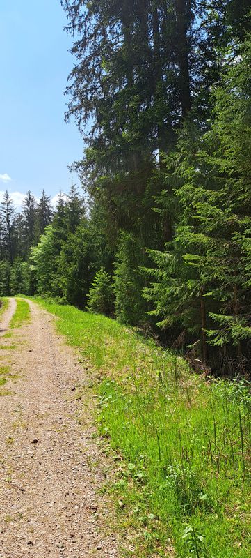Tannen - Stub Loßburg, Großvatertanne, Zwieselberg, Kaltbrunn, Schenkenzell