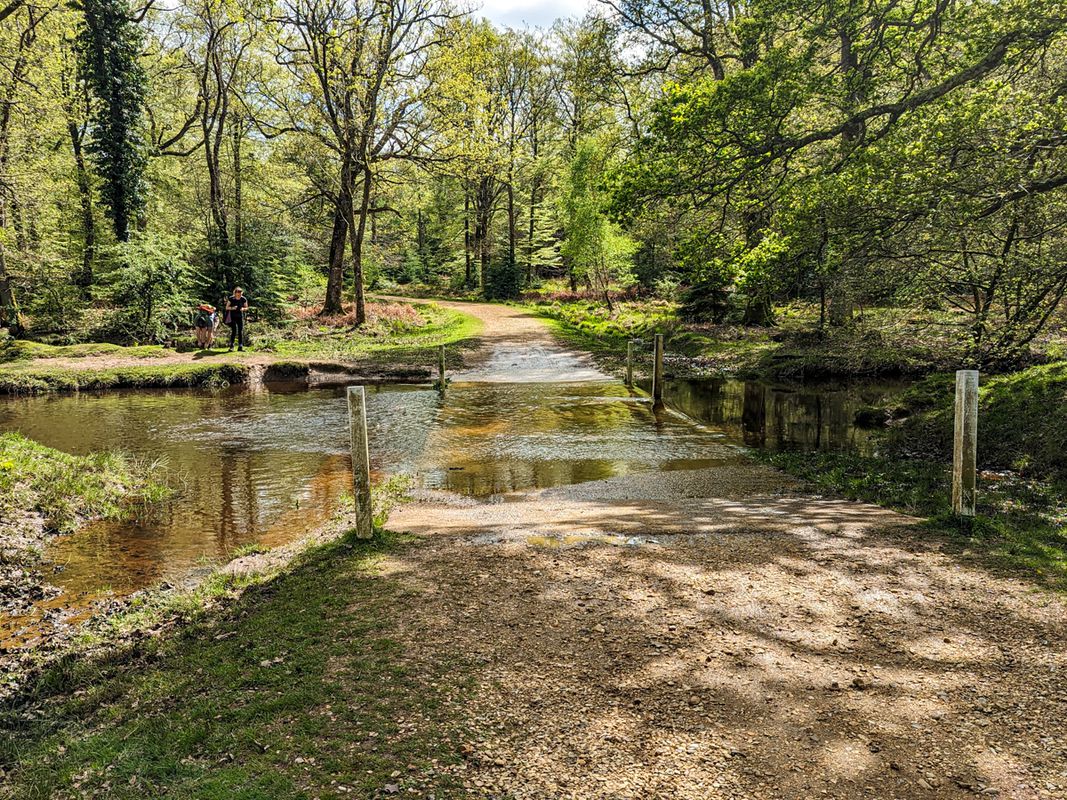 Ornamental Woods - New Forest National Pak