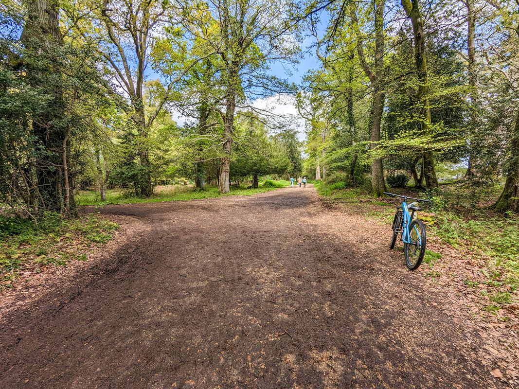 Ornamental Woods - New Forest National Pak