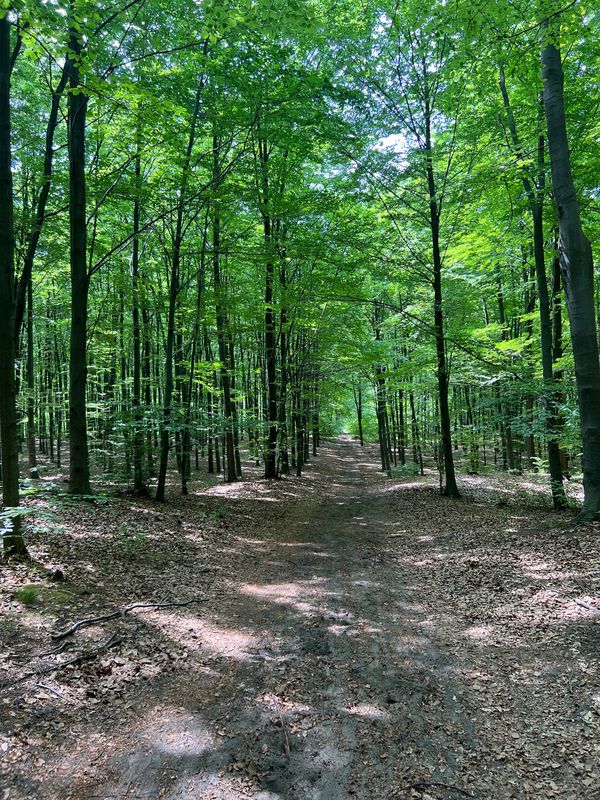 Obrońców Warszawy 7A, Sosnowiec do Obrońców Warszawy 7A, Sosnowiec