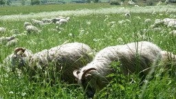 Hebe Bild 1 entlang der Bikemap-Route "Grosssolt nachTarp" hervor
