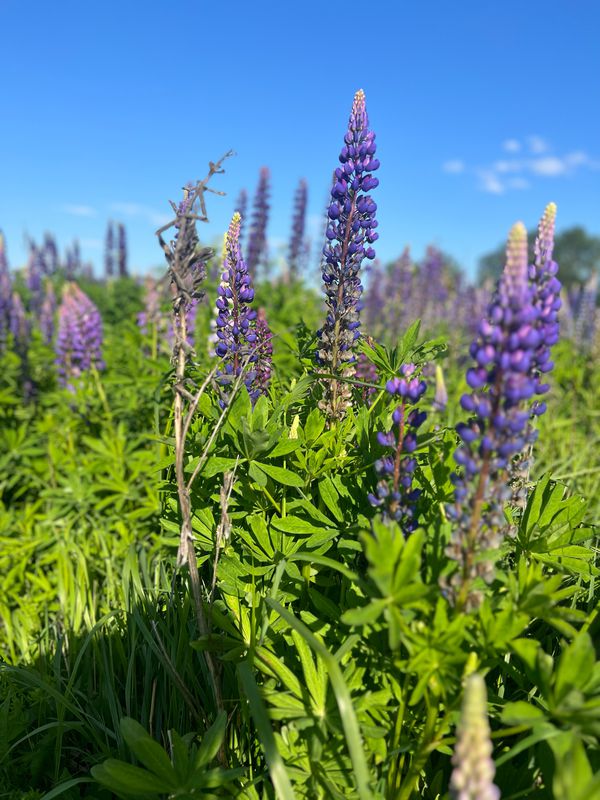 Малиновая улица, 283–288, Одинцовский район до 9-я Советская улица, 24, Жаворонки