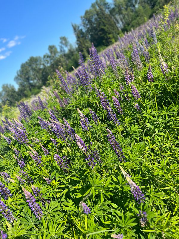 Малиновая улица, 283–288, Одинцовский район до 9-я Советская улица, 24, Жаворонки