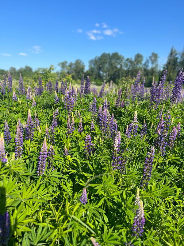 Малиновая улица, 283–288, Одинцовский район до 9-я Советская улица, 24, Жаворонки