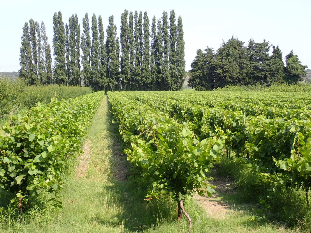 Fournès to Maussane-les-Alpilles