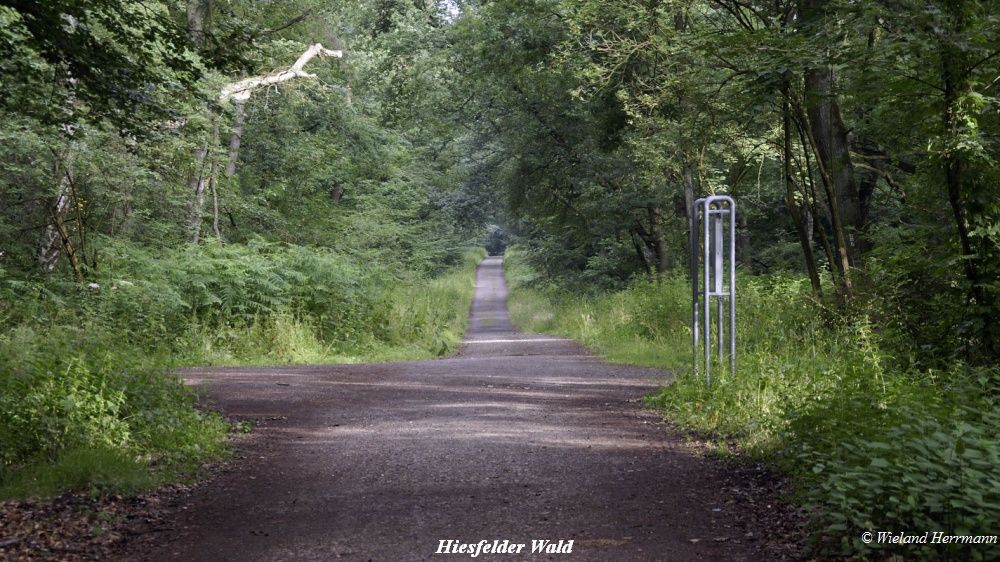 Hünxer Wald 2