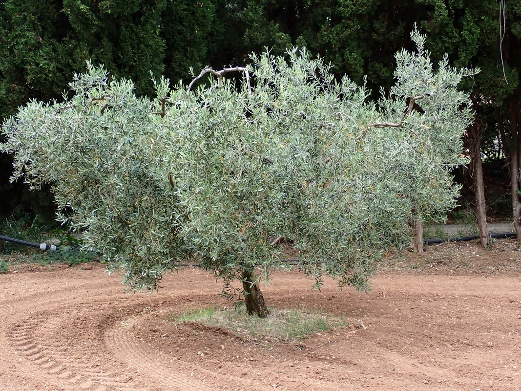 Maussane-les-Alpilles - Circle through Mouriès