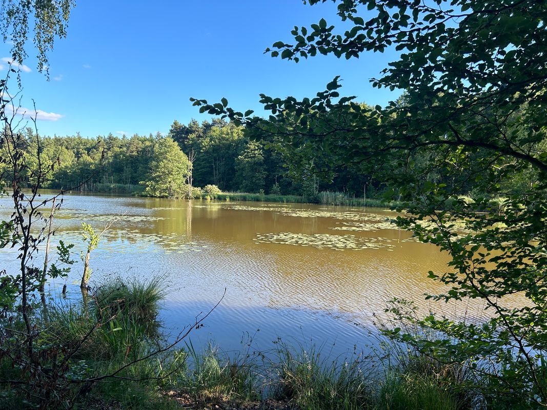 Bad Düben - Bad Schmiedeberg Lausiger Teich