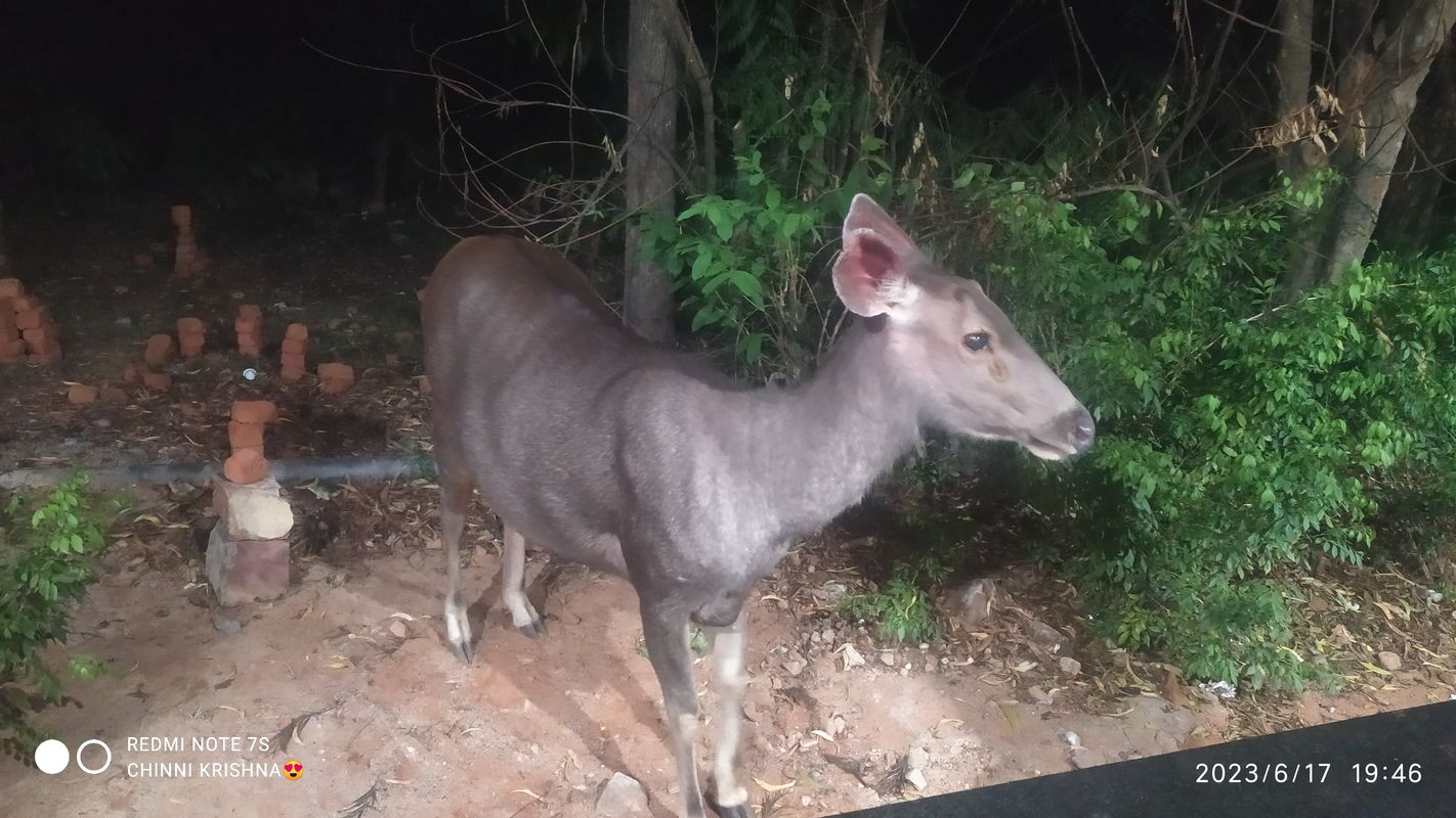 Tirumala Foot Trail 7, Tirupati to Tirumala Foot Trail, Tirupati