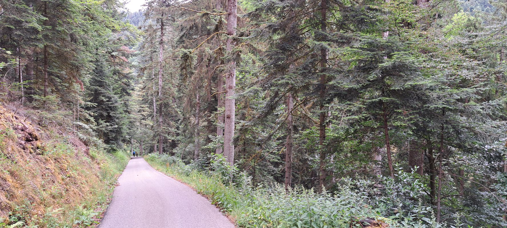 Schiltach - Moosenmättle - Hornberg - Wolfach - Schiltach