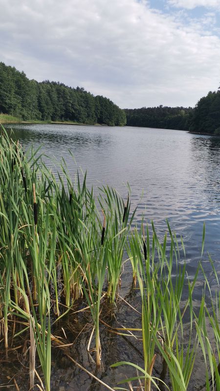 Żabin 56, Wierzchowo do Żabin 56, Wierzchowo