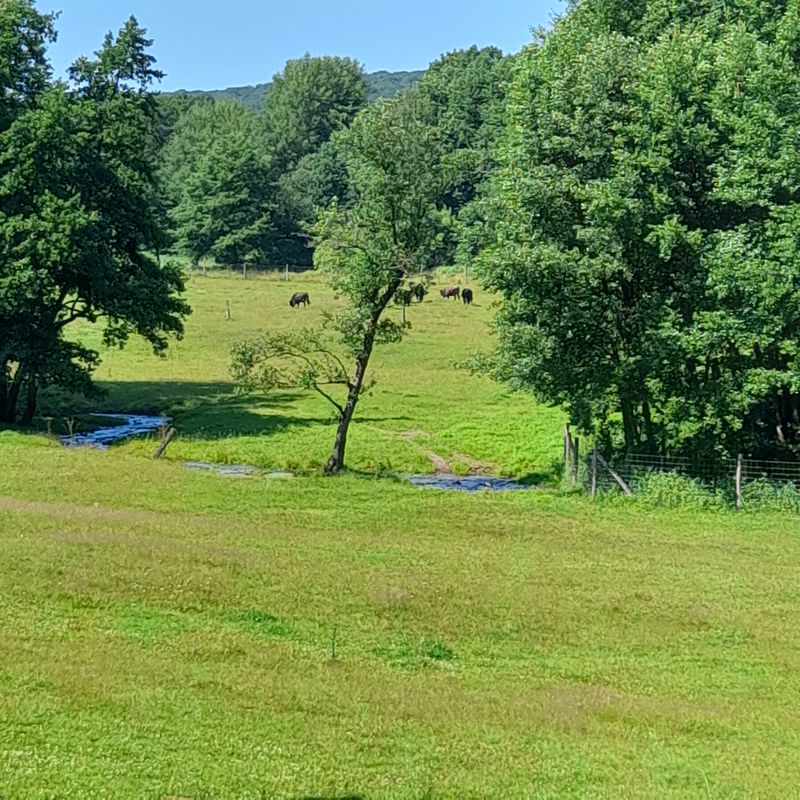 Wahmbeck Derenthal Lauenförde Wahmbeck