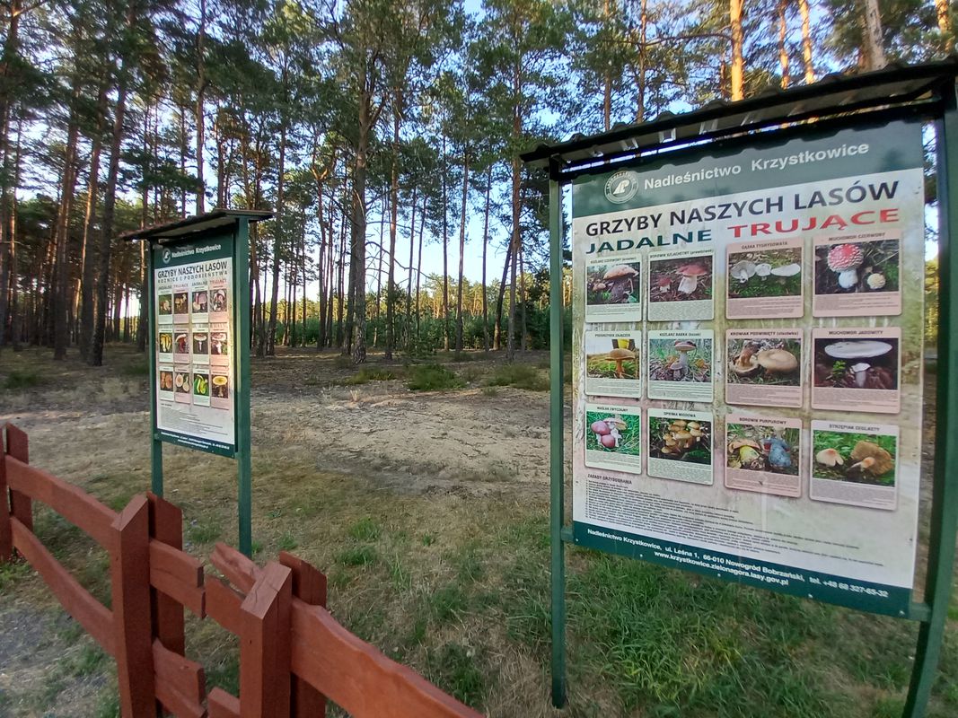 Kółko pierwsze po zabiegu