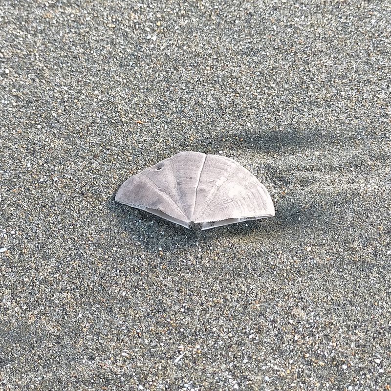 Rabbit Island walk