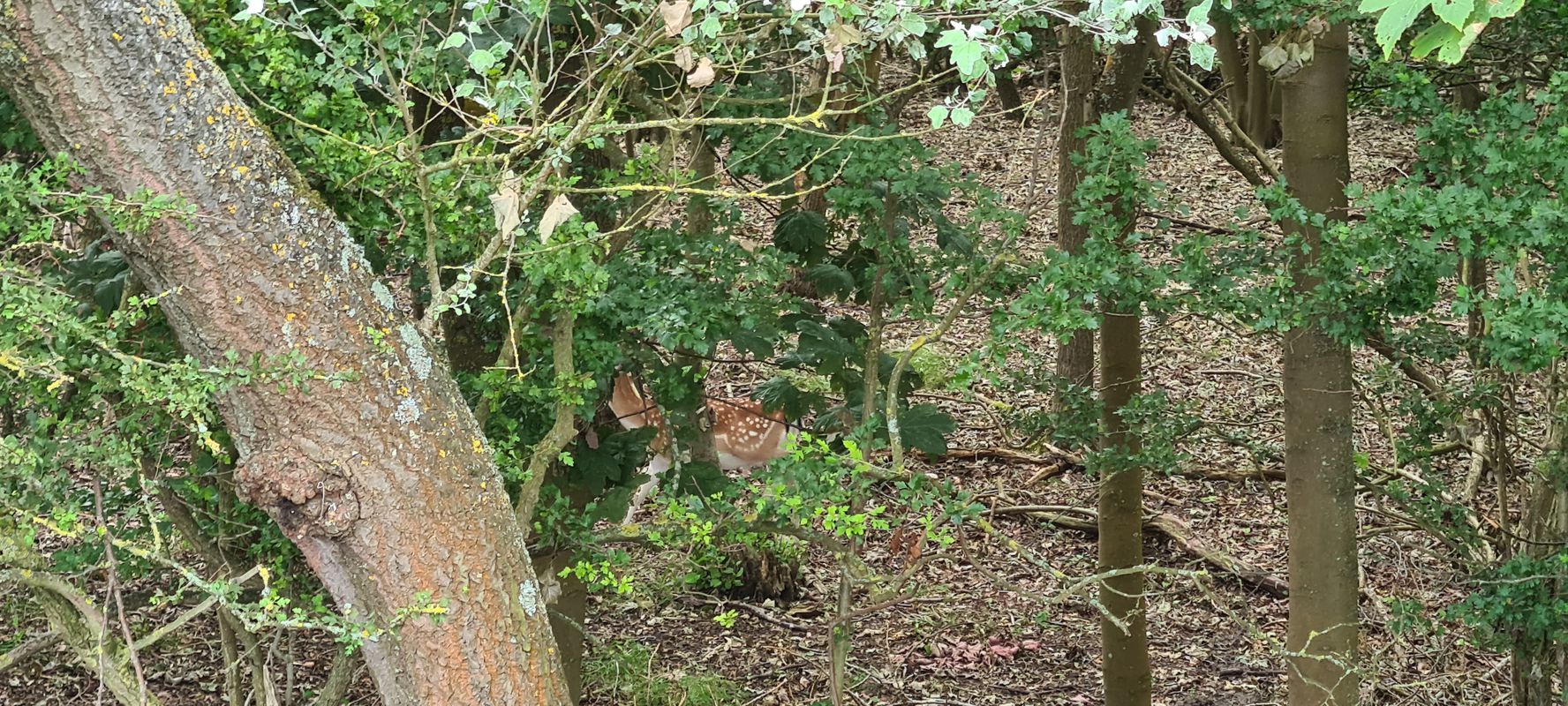 Langevelderlaan 43, Noordwijk nach 1e Leijweg 9, Vogelenzang