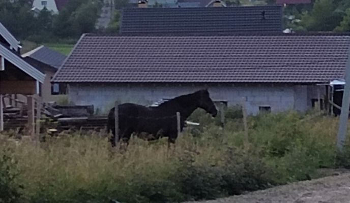 Foto 1 der Bikemap-Route "От Михайловская 113 до Детская улица 2, д. Ропша"