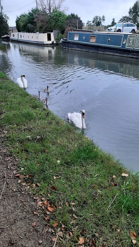 WT, Kingsbrook, GU canal path, AC, WT