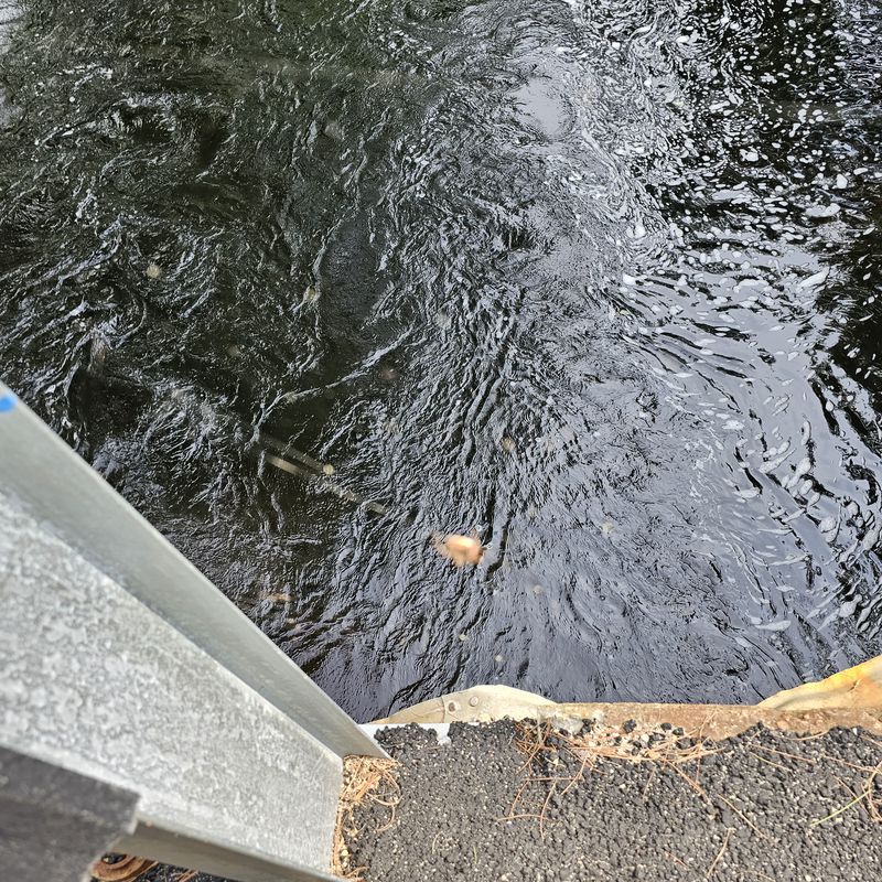 Wallum Lake Road 82, Douglas to Sayles Avenue 93, Burrillville