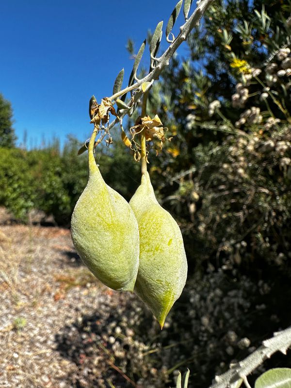 Soledad Canyon Rd to Discovery Park