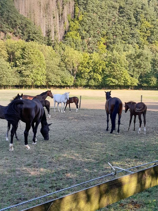 Zum Horstet 11, Nideggen nach Zum Horstet 11, Nideggen