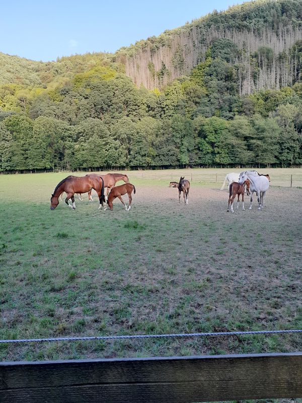 Zum Horstet 11, Nideggen nach Zum Horstet 11, Nideggen