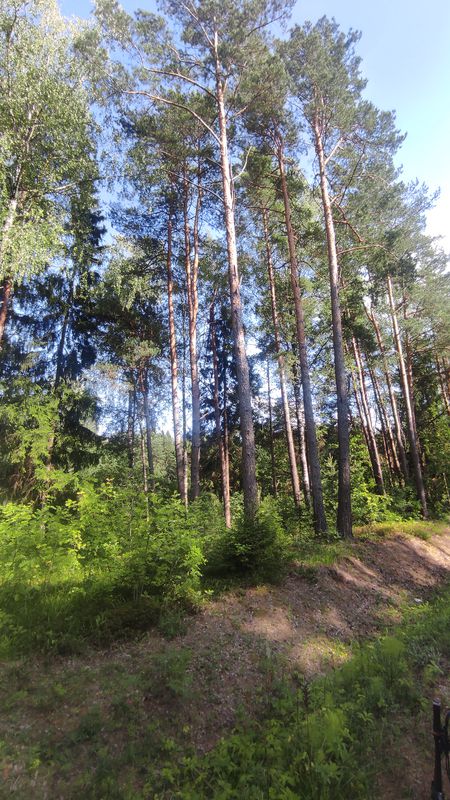 за грибами 2🤣