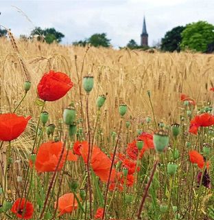Foto 1 der Bikemap-Route "Stutensee Desden"