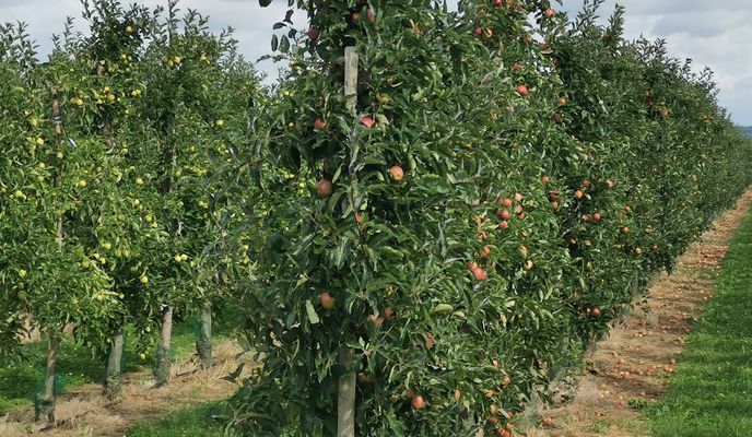 Foto 2 der Bikemap-Route "Rund um Rheinbach+ Kottenforst"