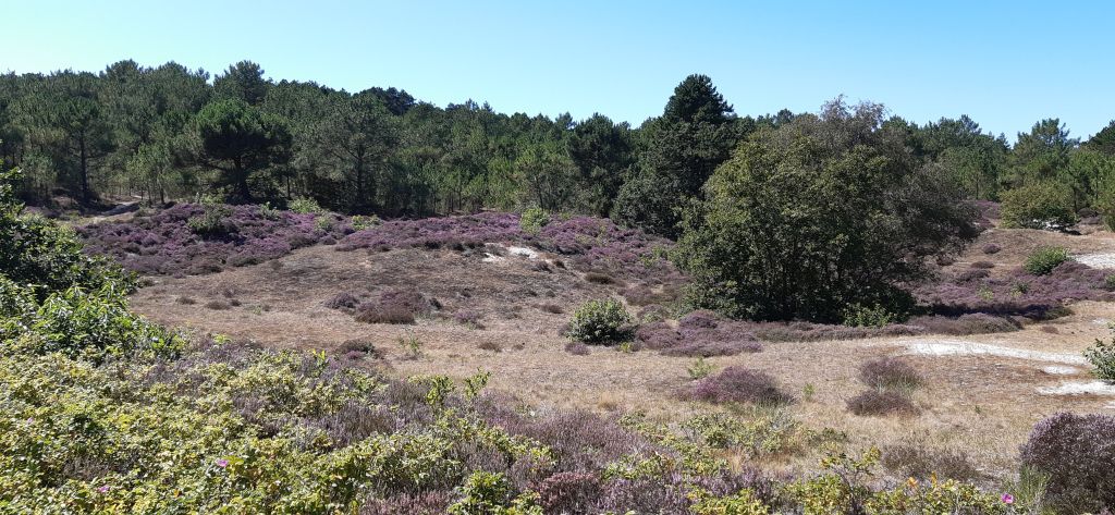 NL236: Zauberhafte Dünenwelt