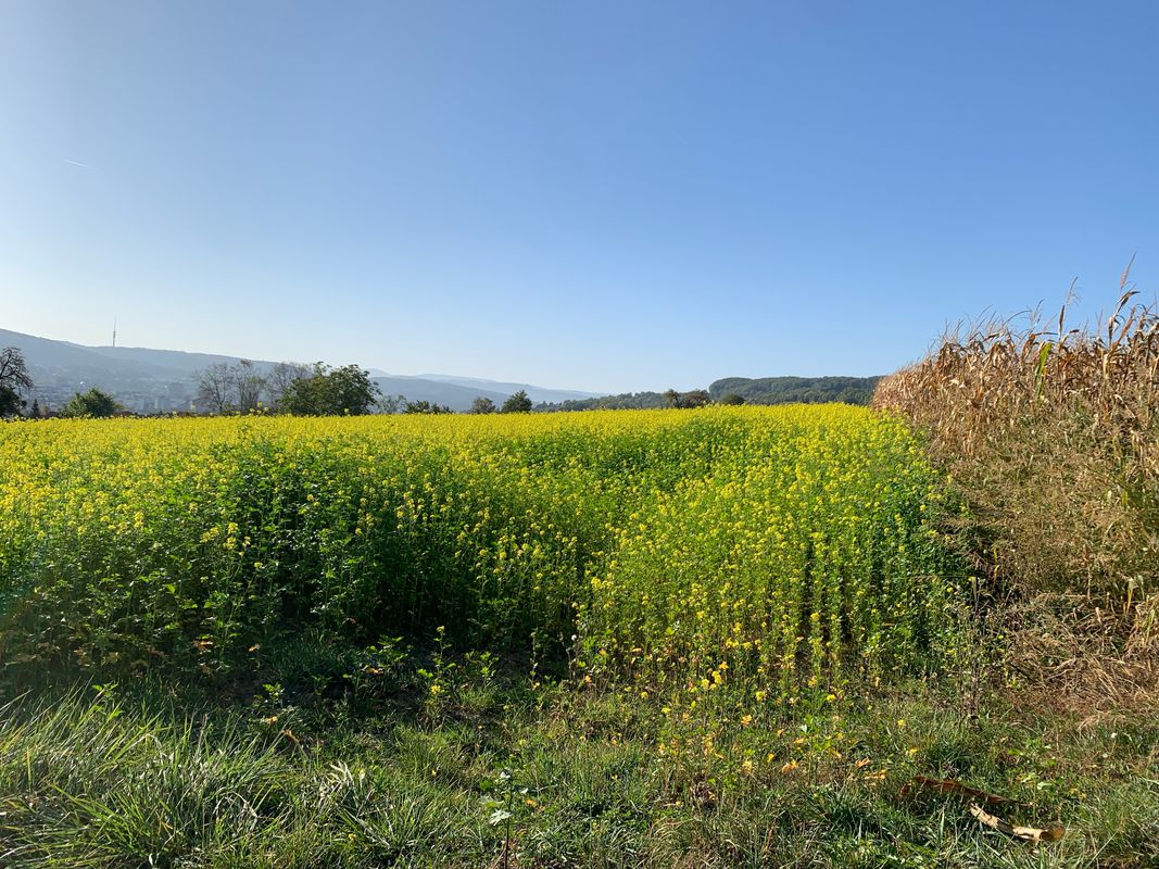 3-Lörrach-Breisach-66km-500Hm