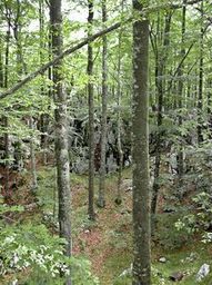 Highlight 8 along the Bikemap route "Bears - who cares!"