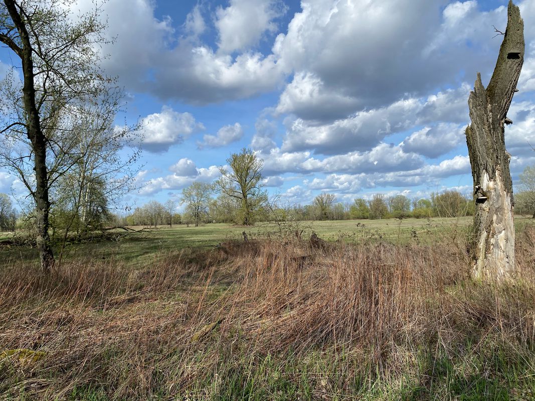Kępa Wieloryb+widok na Wisłę
