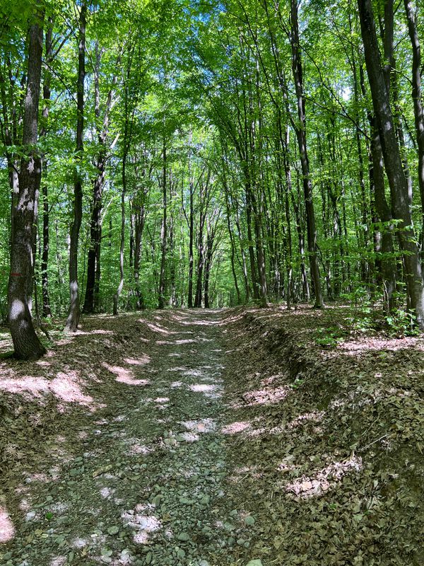 promenada in pădure - teren bordeni