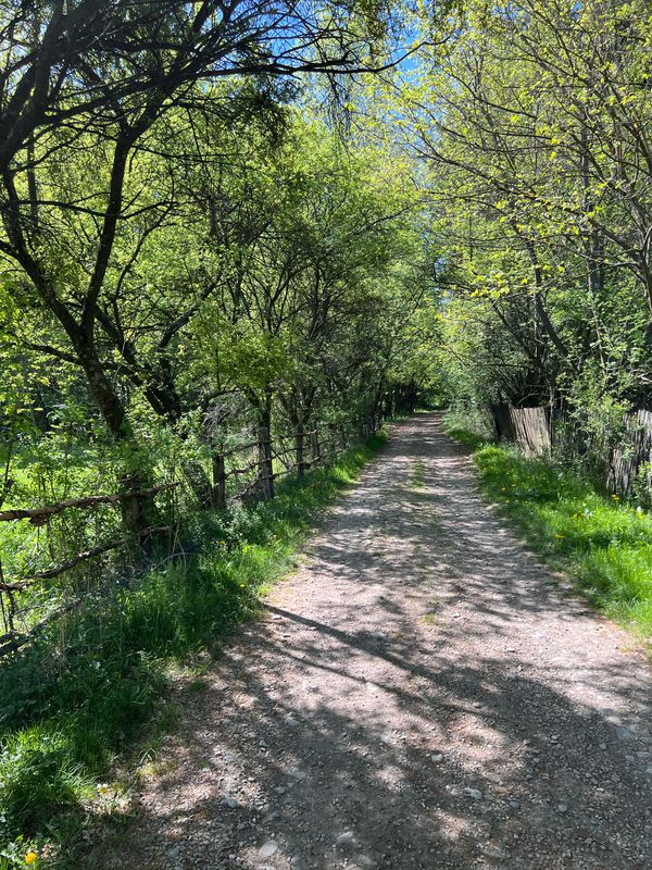 promenada in pădure - teren bordeni